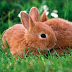 Contoh Report Text about Rabbit dan Arti Terjemahannya