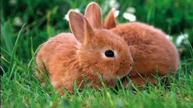 Contoh Report Text About Rabbit Dan Arti Terjemahannya Contohtext