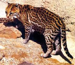 Jaguatirica ou Gato do Mato (Leopardus tigrinus)