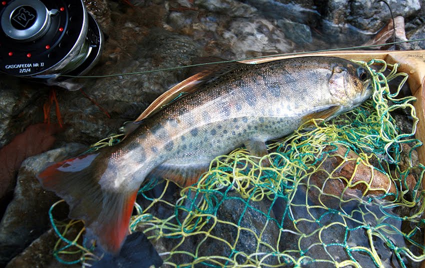 four seasons angling club Korean Cherry Trout