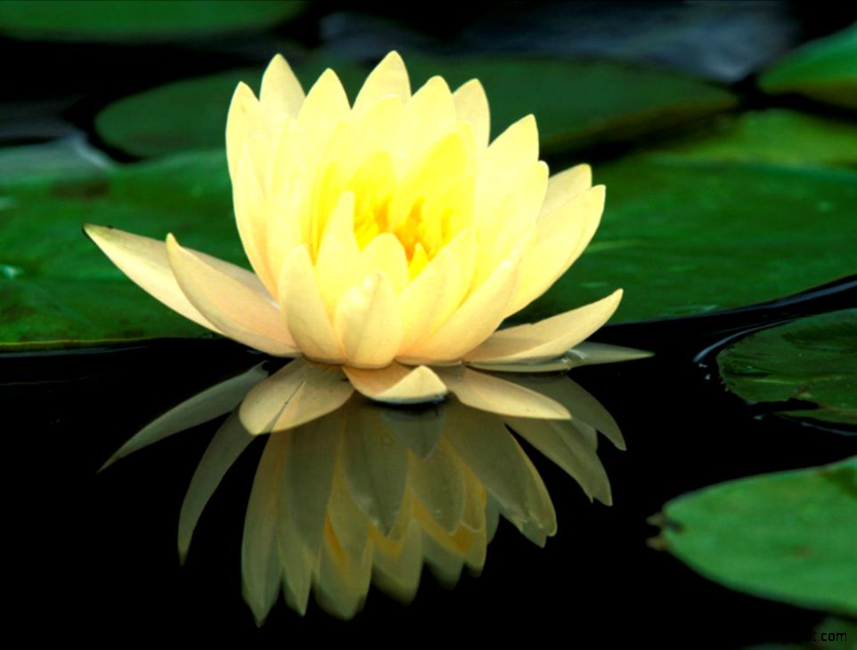 Water Lily Lotus Flower