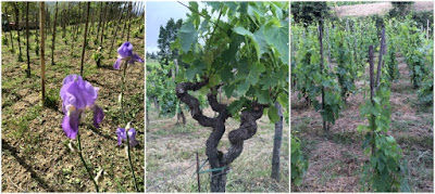 vigneti alberello lamole vigneti alberello lamole