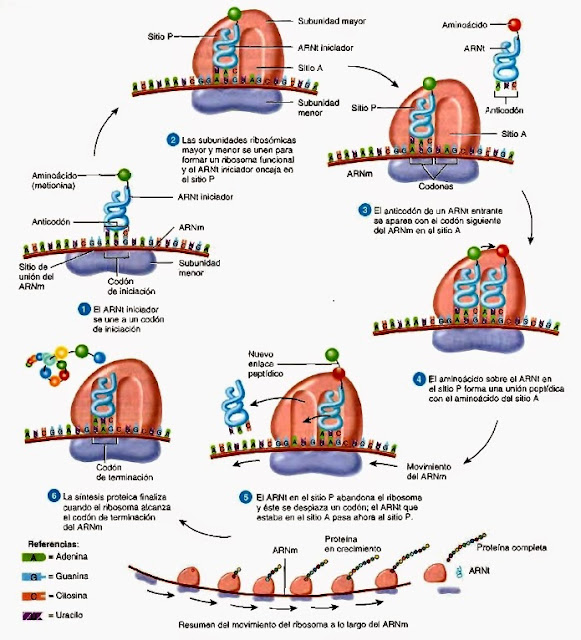 Síntesis de proteínas explicación bioquímica y