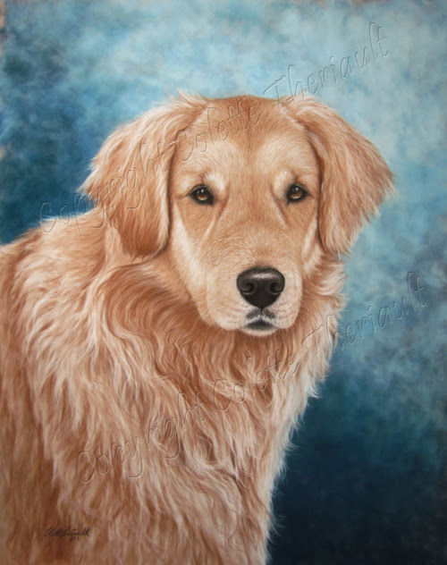 Golden Retriever dog painting portrait in pastel by Colette Theriault