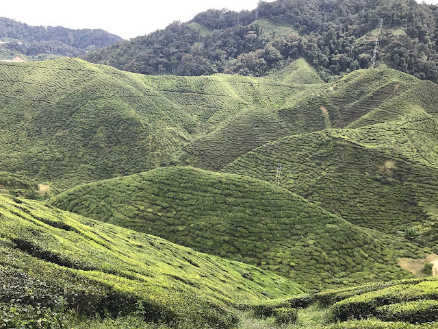 Tempat menarik di cameron highland, bercuti di cameron highland, Melawat Tempat Menarik di Cameron Highland Sempena Anniversary 