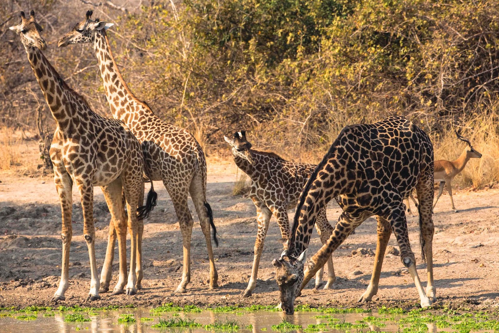 giraffe predators threats giraffe predators threats