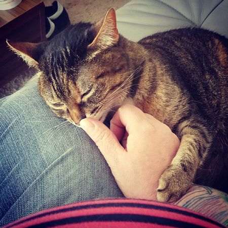 image of Sophie the Torbie Cat nuzzling my hand with her paw wrapped around my arm