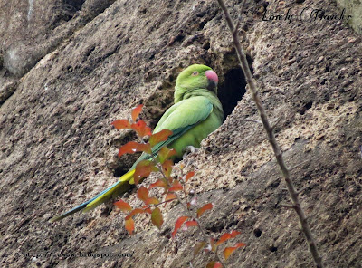Rose-ringed parakeet - Psittacula krameri