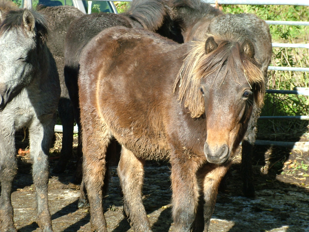 Dartmoor Pony Training Centre Rehoming Blog October 2012