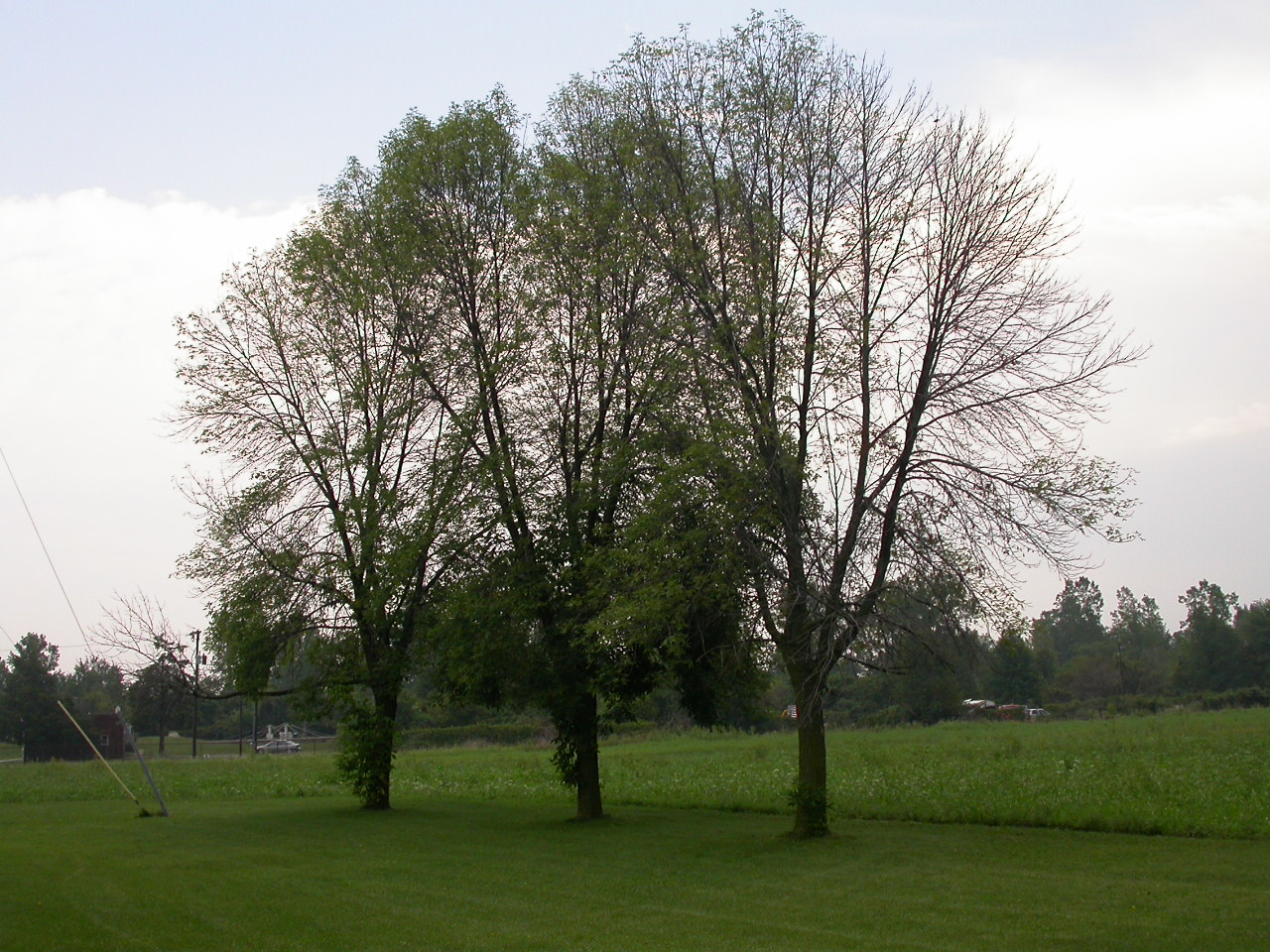 Mad Moose Mama Tree Disease in Eastern Ontario Emerald Ash Borer