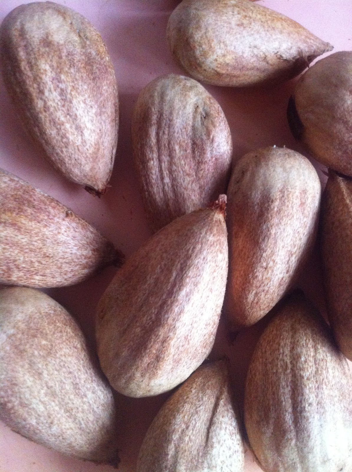 Love and Blisters Going nuts for Bunya.