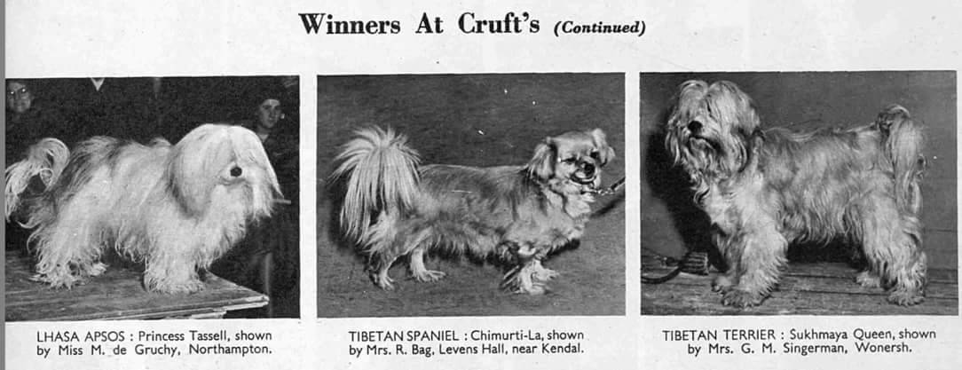tibetan terrier crufts 2019