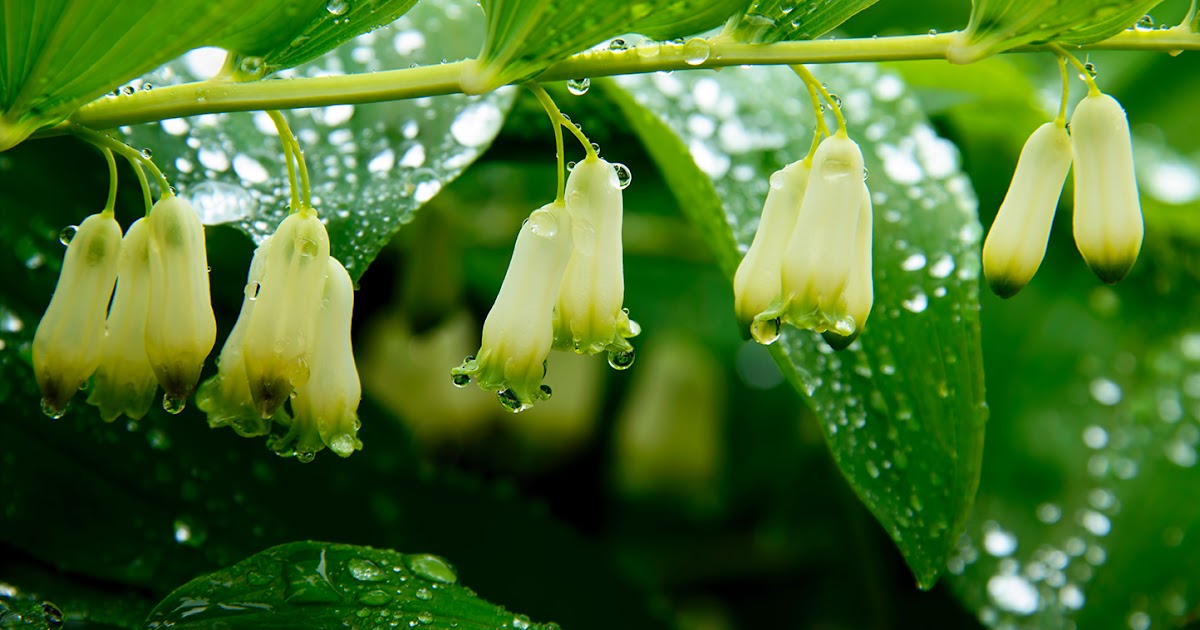 Тайнството на билките и подправките: Момковата сълза притежава свойства ...
