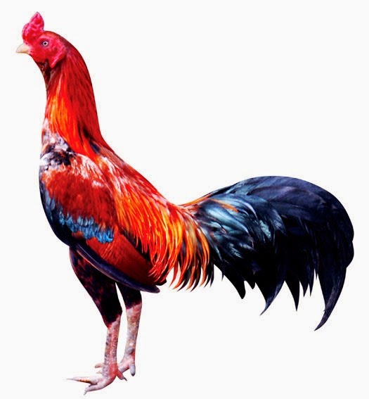  Ayam  Bangkok Super Menangan Dan Berprestasi di Thailand 