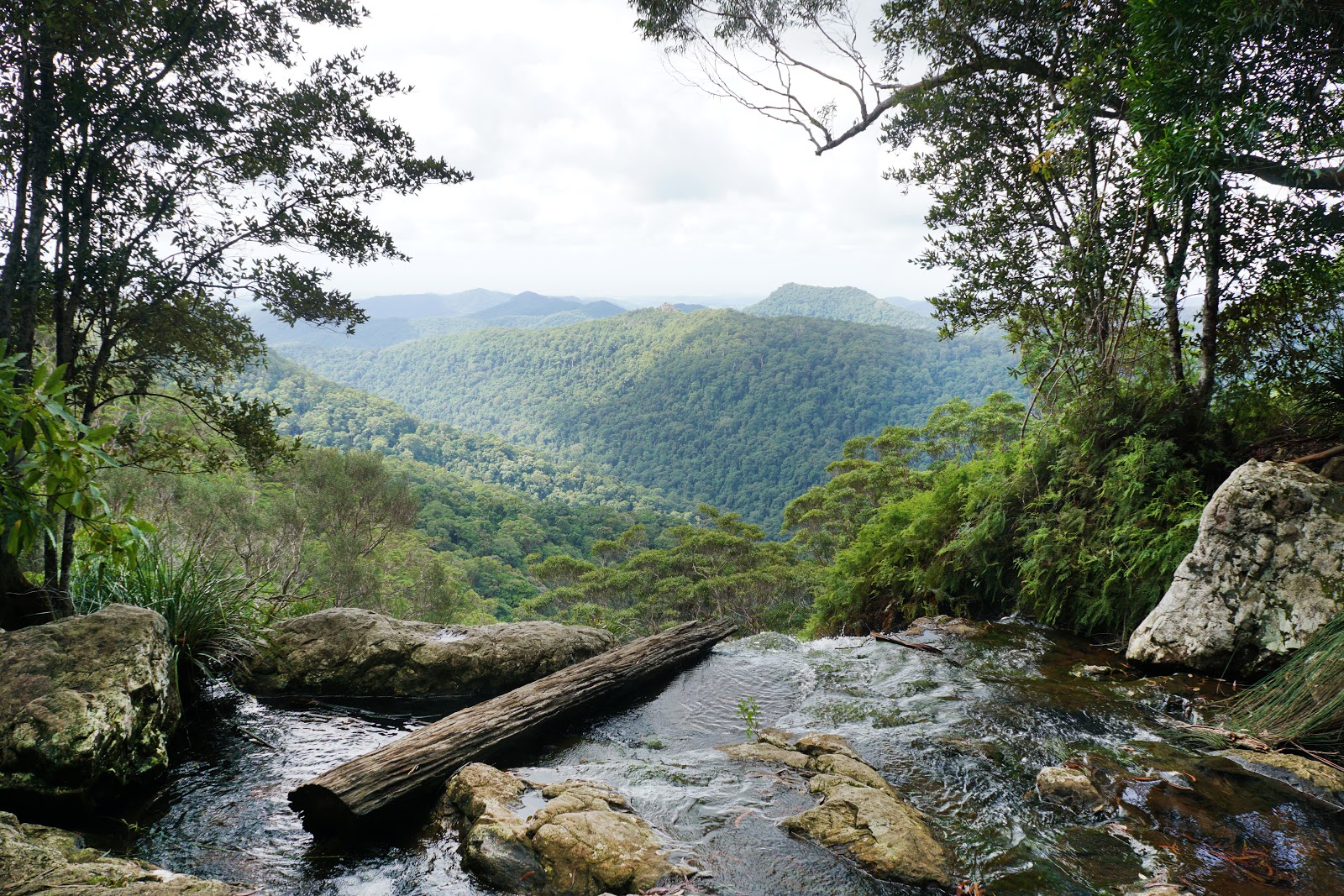 Warrie Circuit (Springbrook National Park) The Long Way's Better