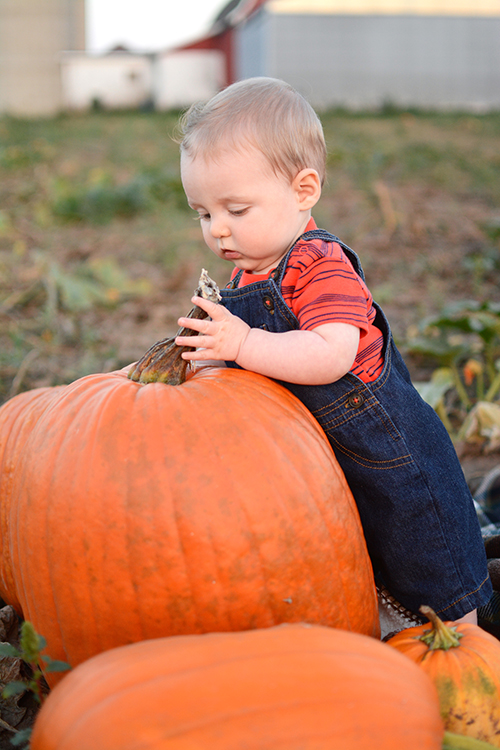 Fall, Pumpkin Patch | My Darling Days Fall, Pumpkin Patch | My Darling Days