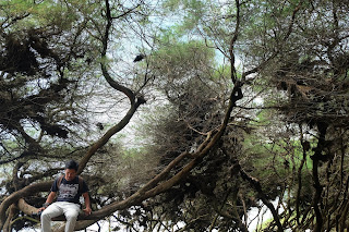 Pohon di sekitar Pandansari (dok.pribadi)