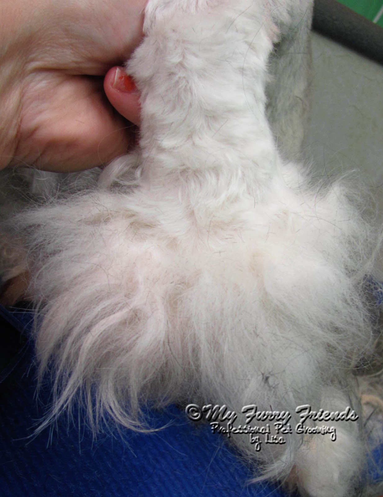 Pet Grooming The Good, The Bad, & The Furry Saving Matted Feet