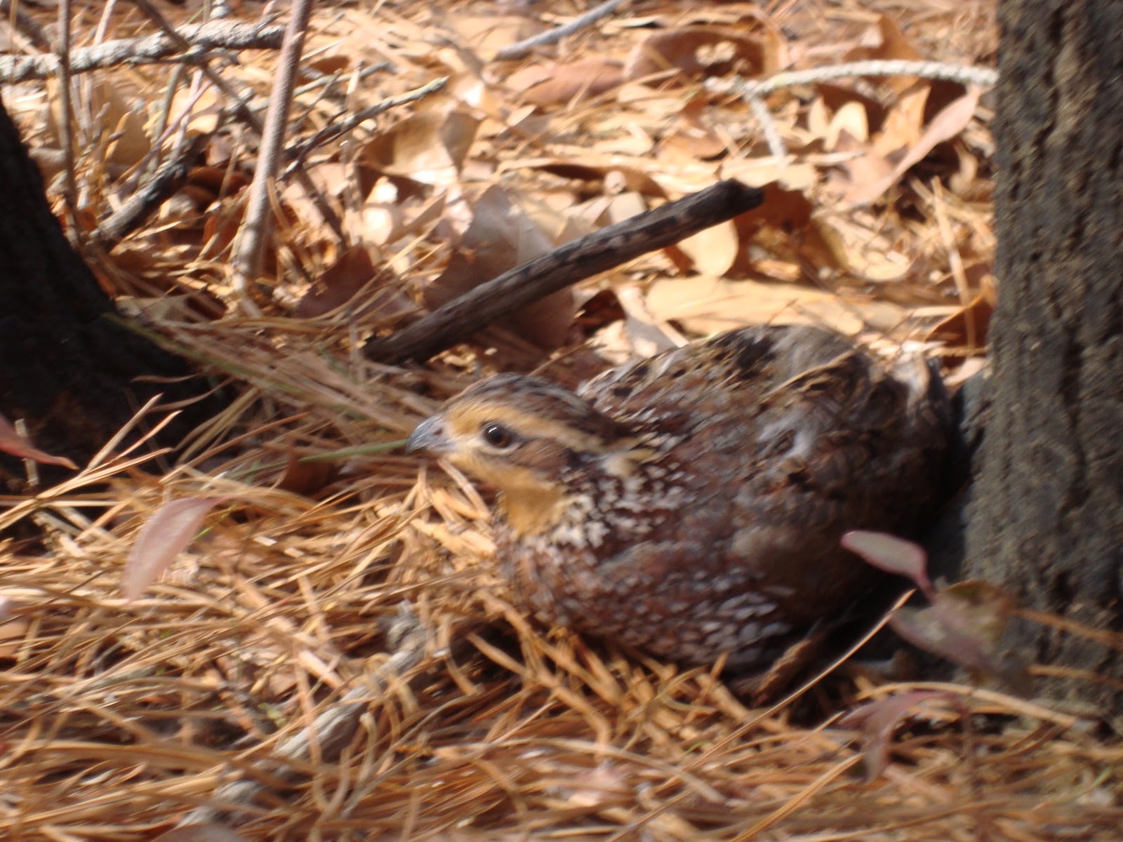 Atlantic County Game Preserve A Great Sunday Hunting Quail at The
