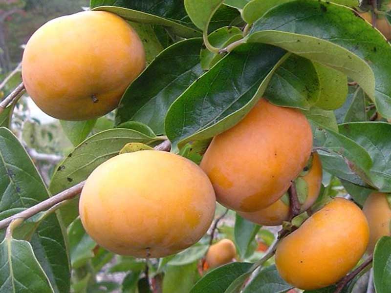Fruit Beginning With Letter J Fruit Beginning With Letter J