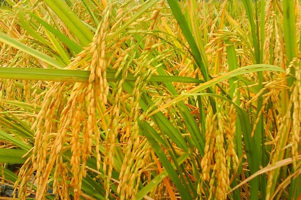 Bulir Padi Yang Sudah Dipisahkan Dari Sekam Disebut Sebutkan Mendetail