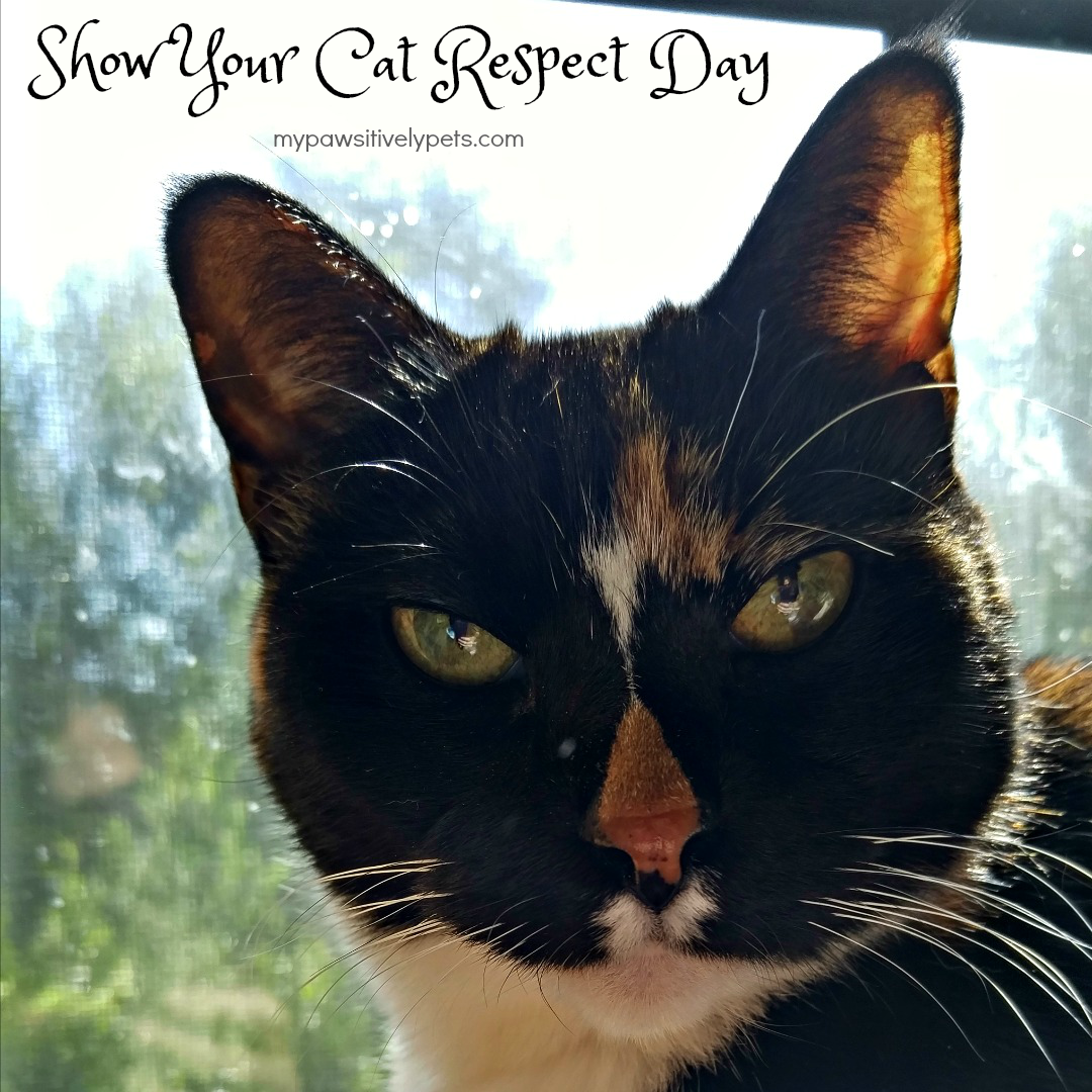 Top 5 Ways People Show Their Cats Respect for Respect Your Cat Day