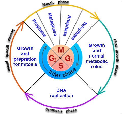 Label The Cell Cycle Diagram