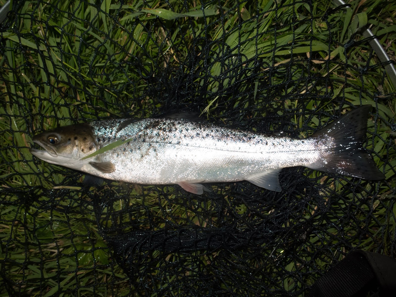 Arundell Arms Blog Summer Silver