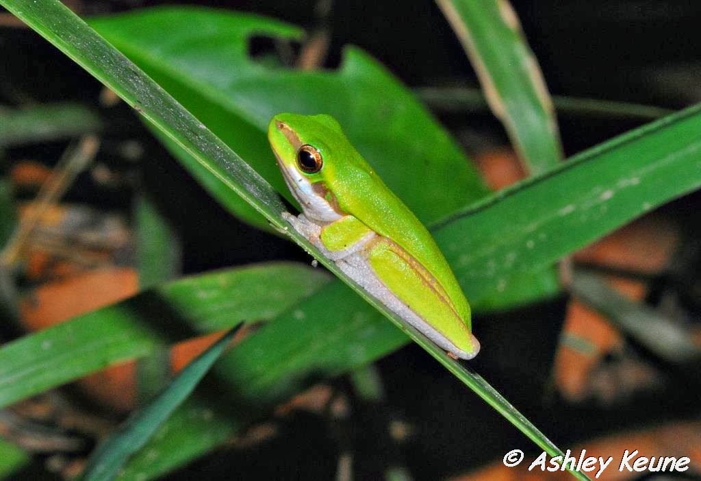 Australian Frogs Photography: KEUNEA PHOTOGRAPHY: Monitoring Frog ...