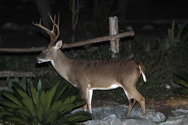 axis whitetail hybrid in New Braunfels?