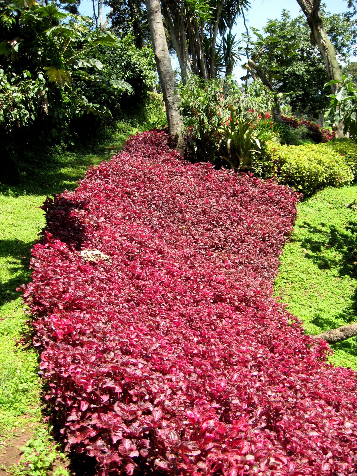 Kenya IUPUI 2011: Nandi Tea Estate & Kapsimotwo Gardens: Nandi Hills, Kenya