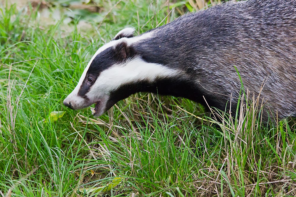 Jim's Birding Blog Badgers atThe British Wildlife Centre