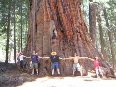 PARQUE SEQUOIA