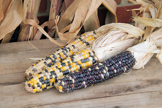 corn for the harvest
