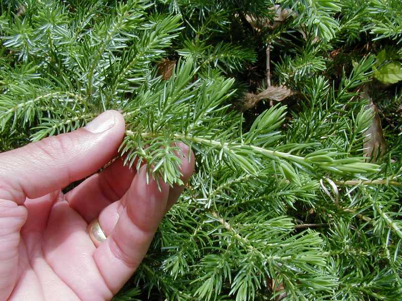 Home Gardening 101 Learn How To Prune Needle Evergreens & Fruit Trees