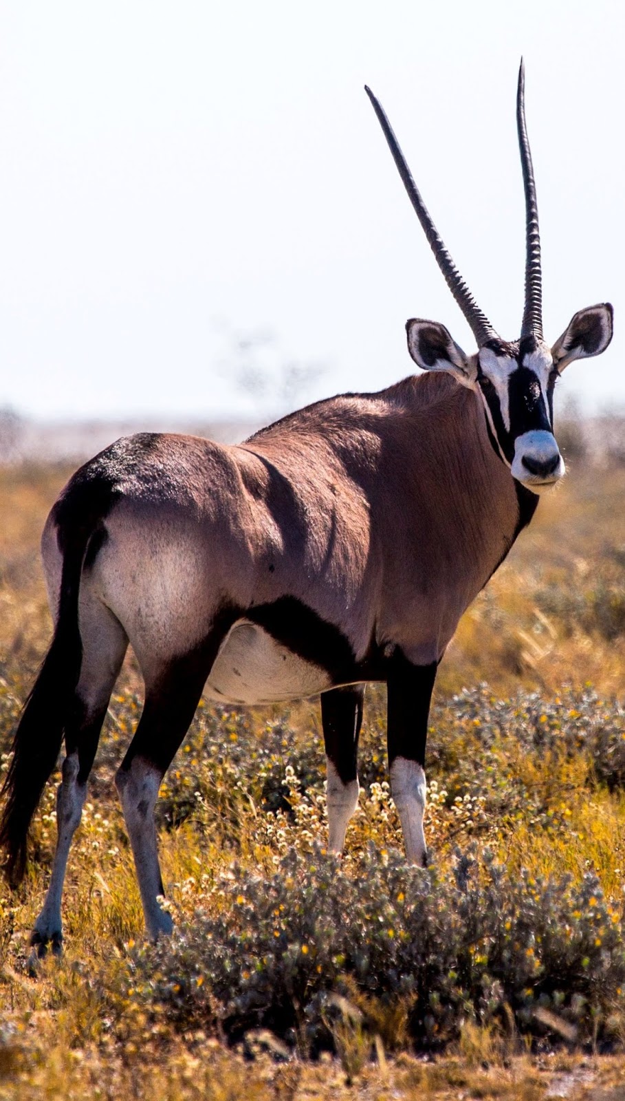 Photo of a gemsbok. Photo of a gemsbok.