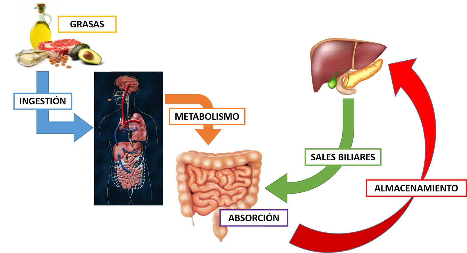 las recetas de la dieta del metabolismo acelerado (colección vital) reseñas