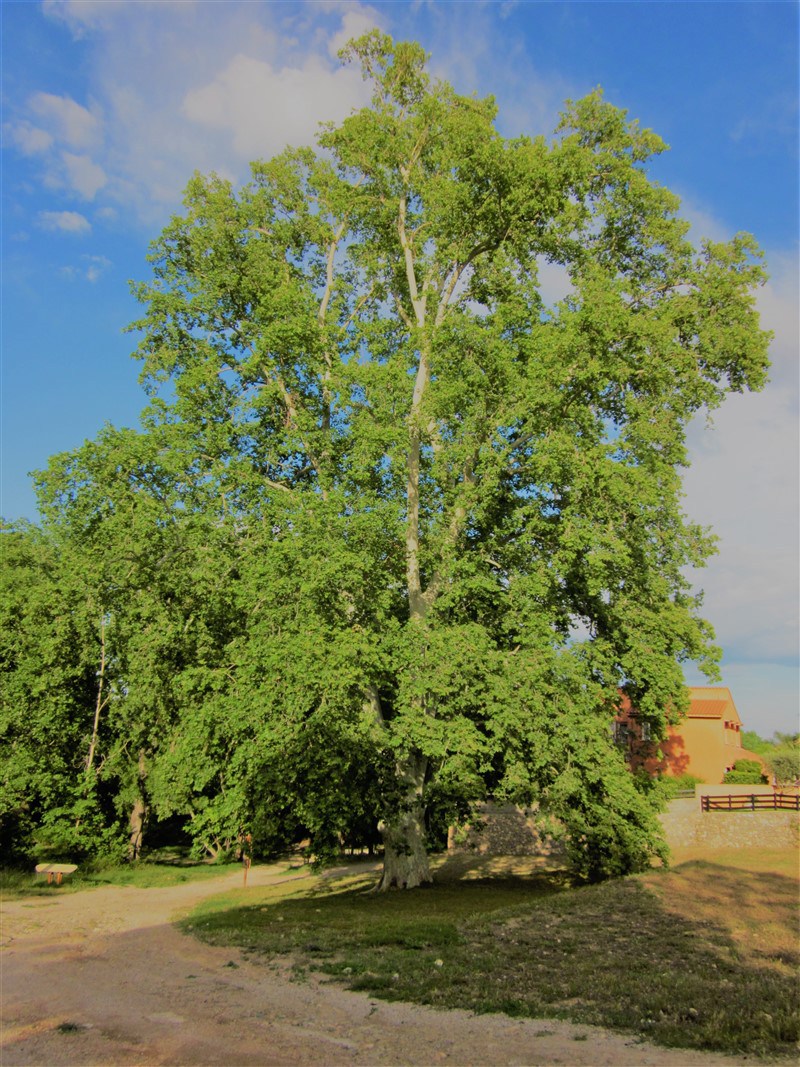 El plátano centenario del Mas de Traver, candidato a 'Árbol del Año' en España
