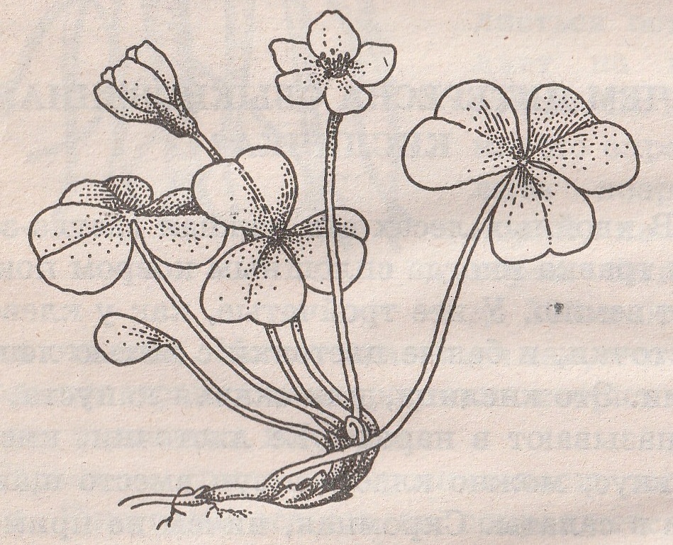 Шима "снег и кисличка". Снег и кисличка тест 4 класс. Горная кислица. Снег и кисличка тест 4 класс. Снег и кисличка рисунок.