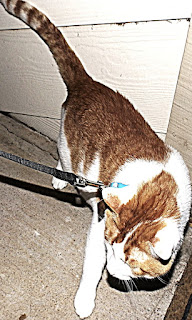 Nylon Dog Leash Nylon Dog Leash