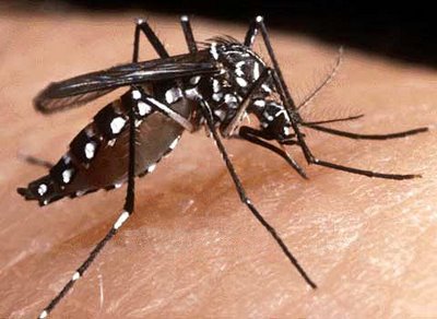 Próximo verão pode ter a pior epidemia de dengue