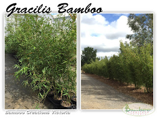 Gracilis bamboo from Bamboo Creations Victoria nursery