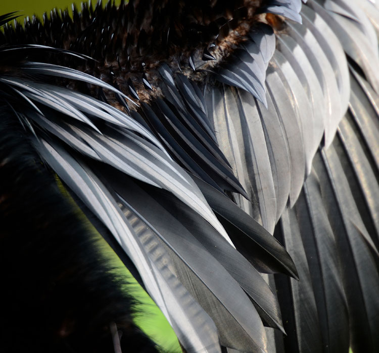 Close-up photo of an Anhinga's feathers. The small feathers on top look spiky because the muscles are holding them up on edge, to help them dry.