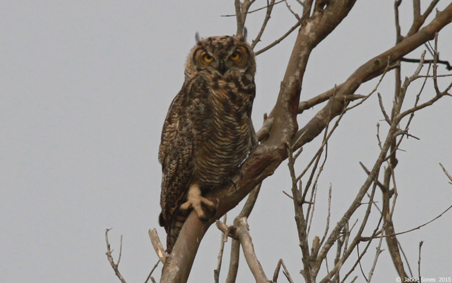 The Natural History of Bodega Head Screech!