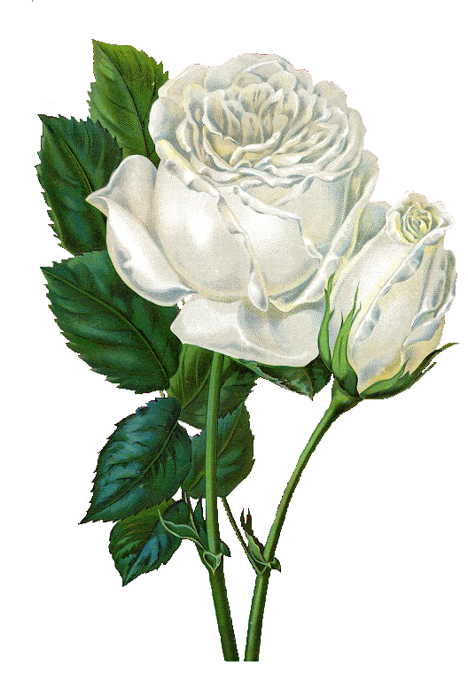white roses clipart - photo #14