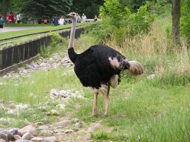 Essay of ostrich