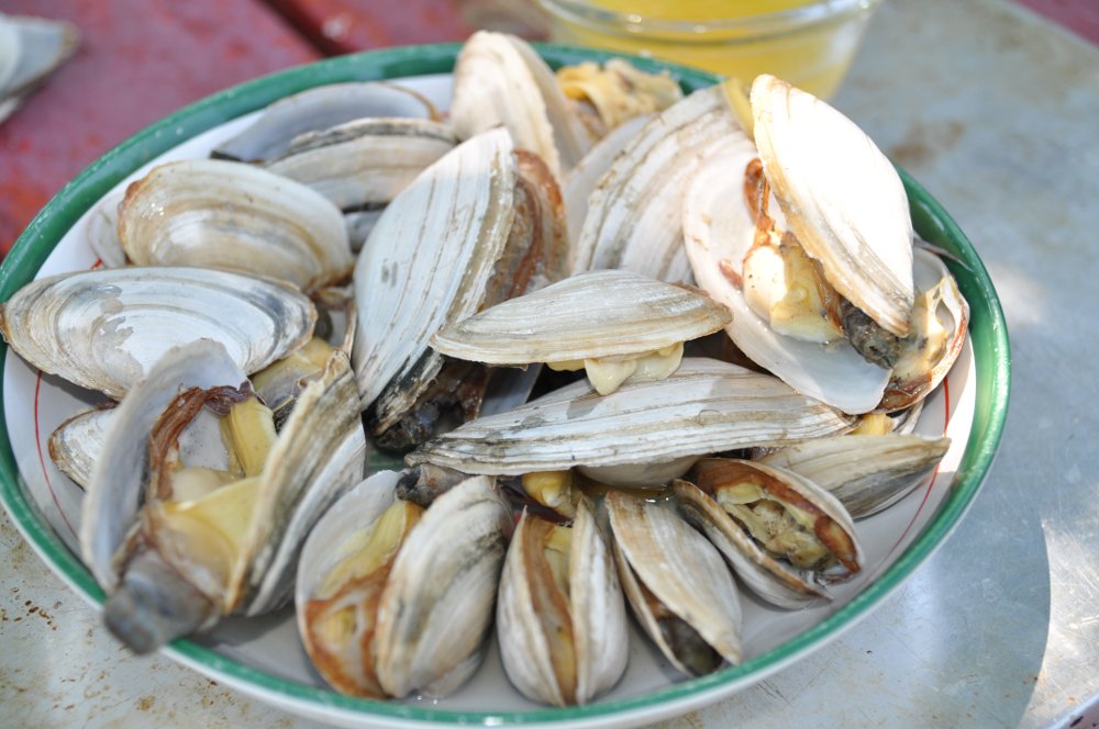 Calico Kitchen =^.^= Steamed Softshell Clams