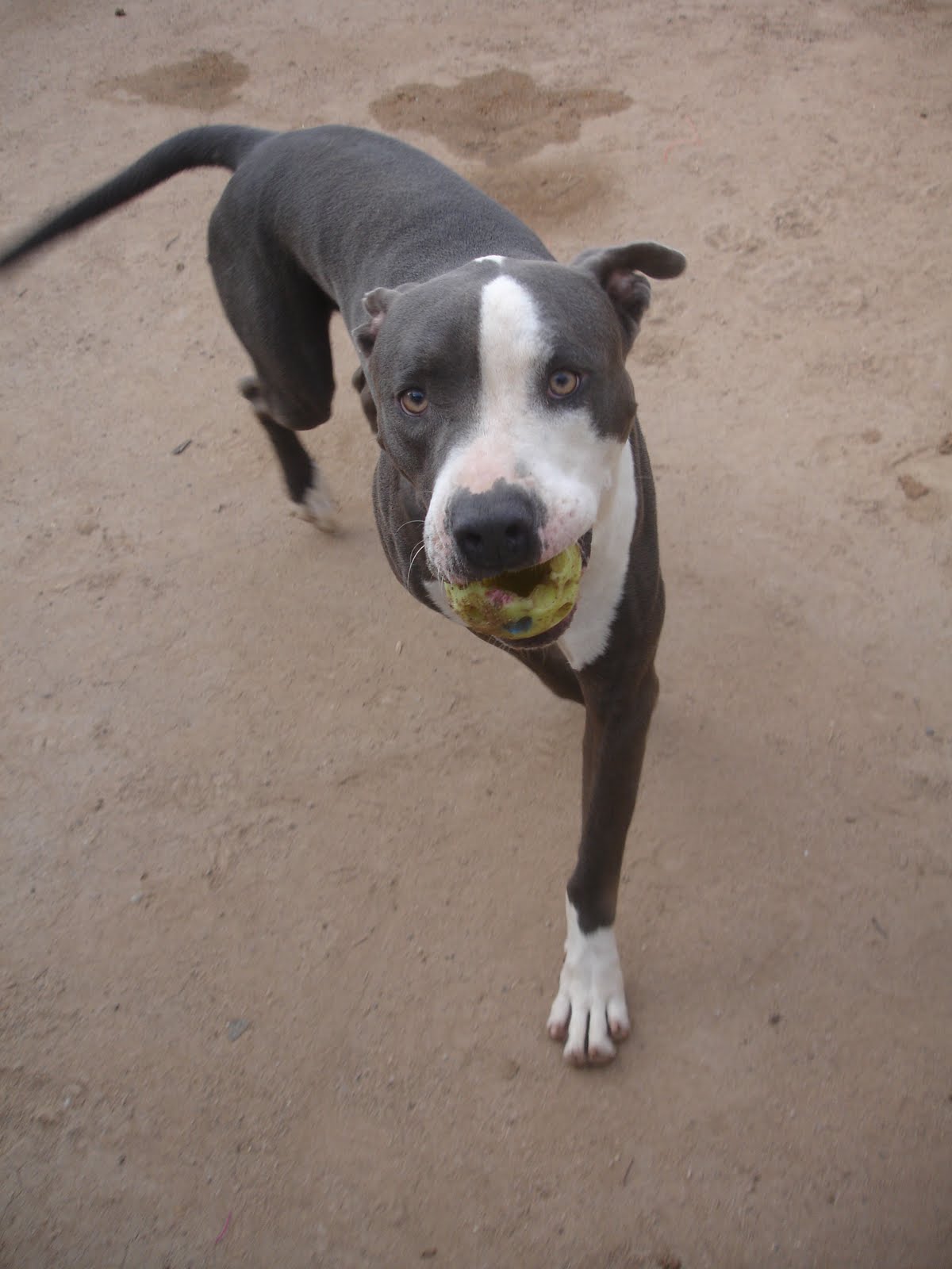 Robert Dorame: pitbull blue nose