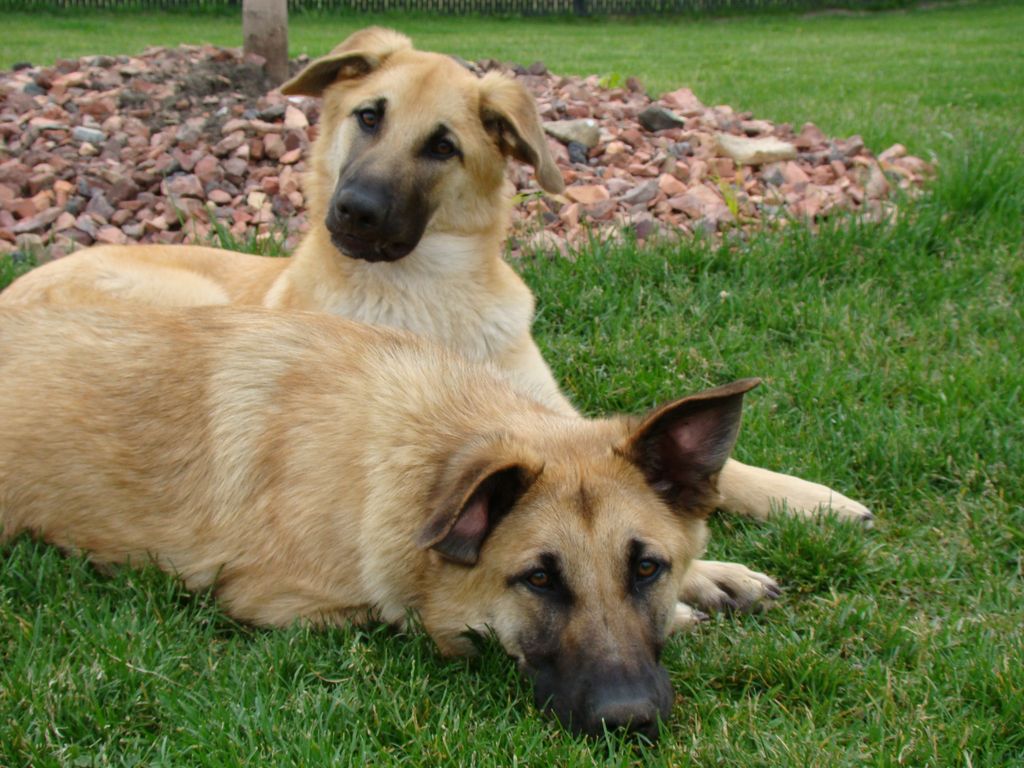 Everything about your Chinook LUV My dogs