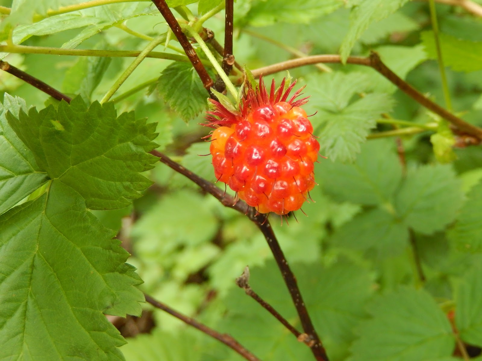 Powell River Books Blog Coastal BC Plants Salmonberry